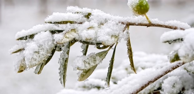 ΕΛΓΑ: Αποζημιώσεις σε αγρότες για τον «Παγετό Άνοιξη 2021» 